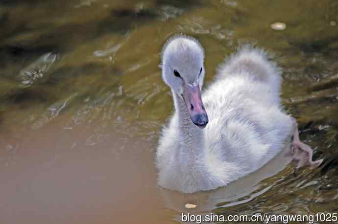 我丑吗？像鸭鸭吗？