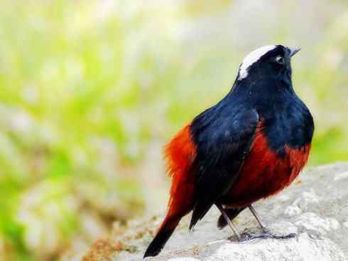 美丽无罪：雀鸟之溪鸲