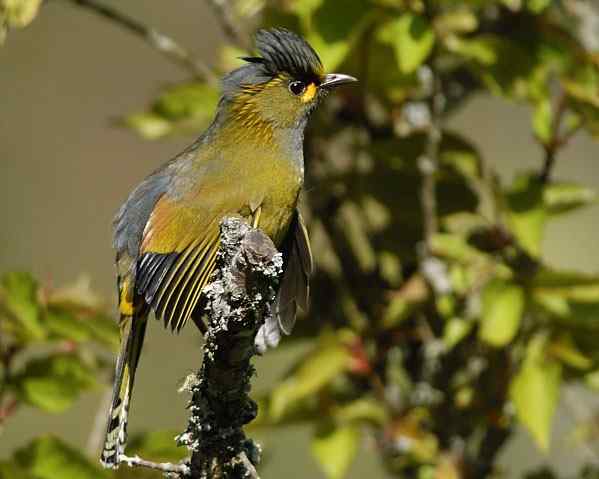 台湾特有鸟类——黄痣薮鹛（黄胸薮鹛）