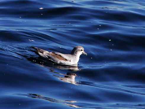 自然奇观：动物大迁徙(游禽)