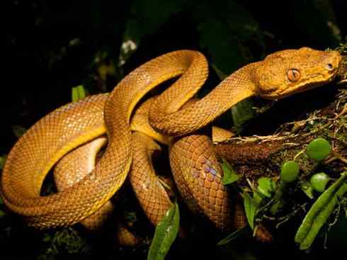 龙：传说的兽原型探秘（树蚺类）