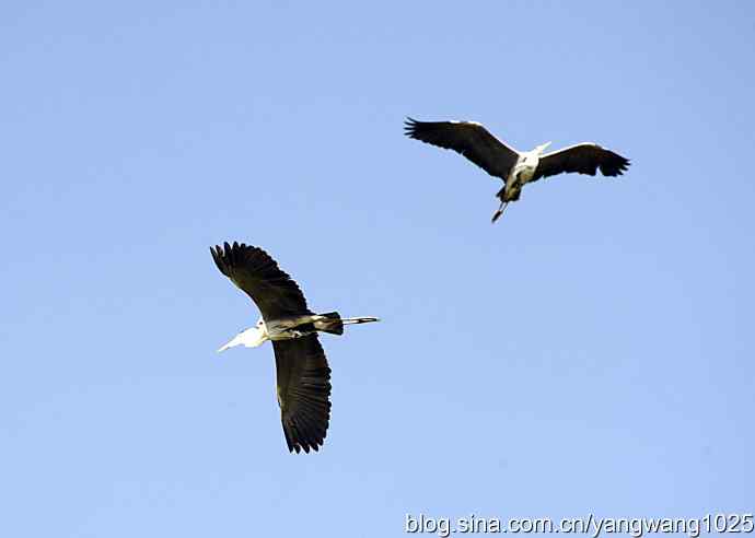 苍鹭 wbr3 苍鹭 wbr3