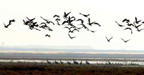 又到鄱阳湖拍鸟好季节