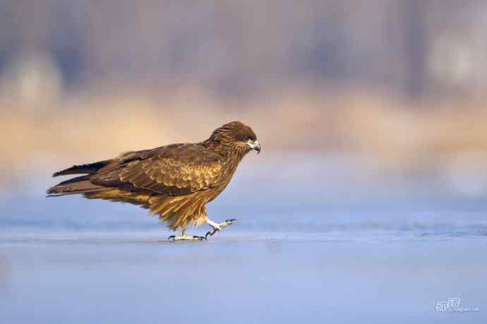 对黑耳鸢K07-012837的12次记录 对黑耳鸢K07-012837的12次记录