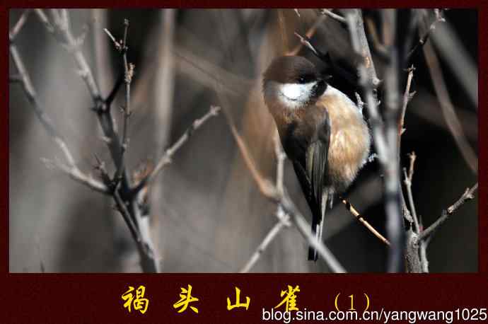 北京月坛公园的鸟类——褐头山雀（1）