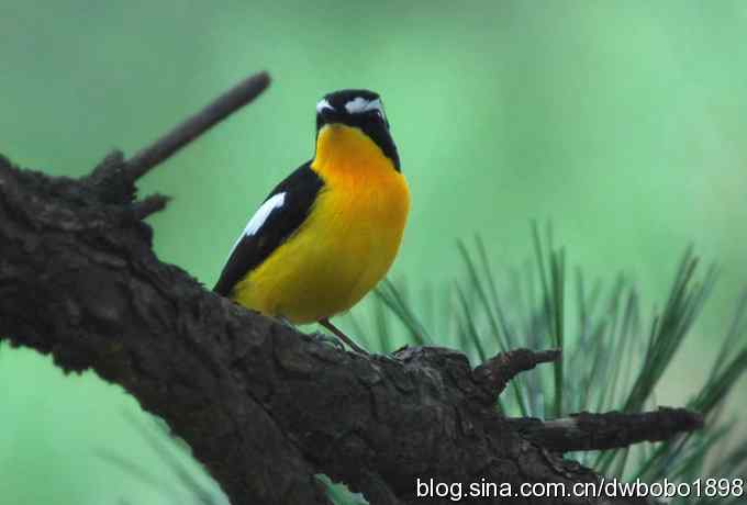 植物园六月的花鸟