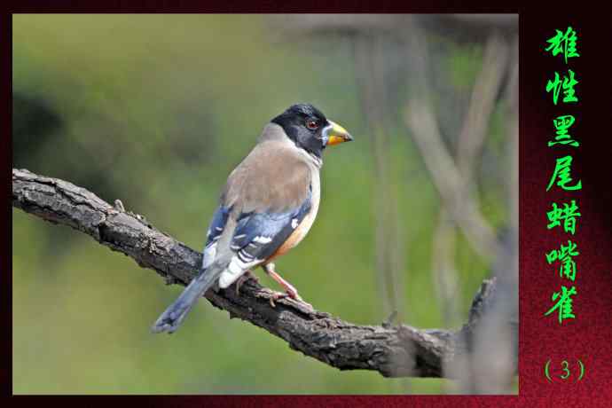 雄性黑尾蜡嘴雀（3）