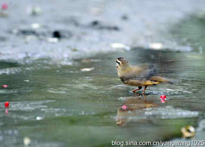 洗浴中的褐柳莺 洗浴中的褐柳莺