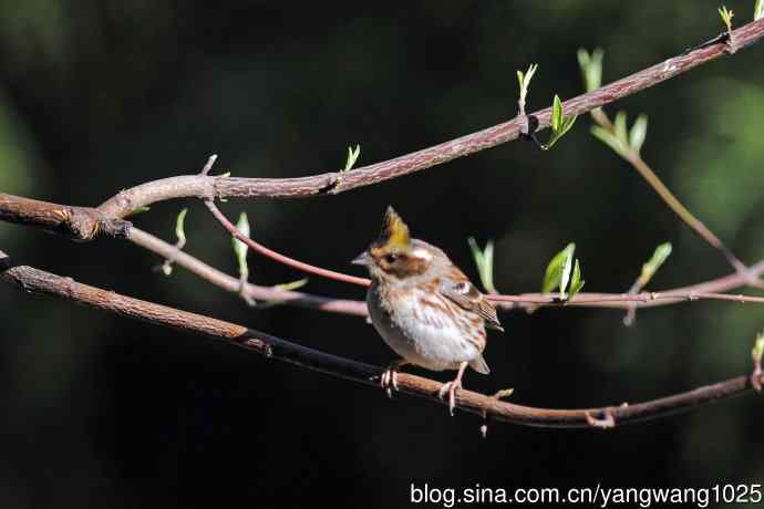 雌性黄喉鹀（15）
