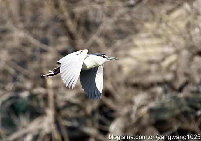 建家筑巢（夜鹭）