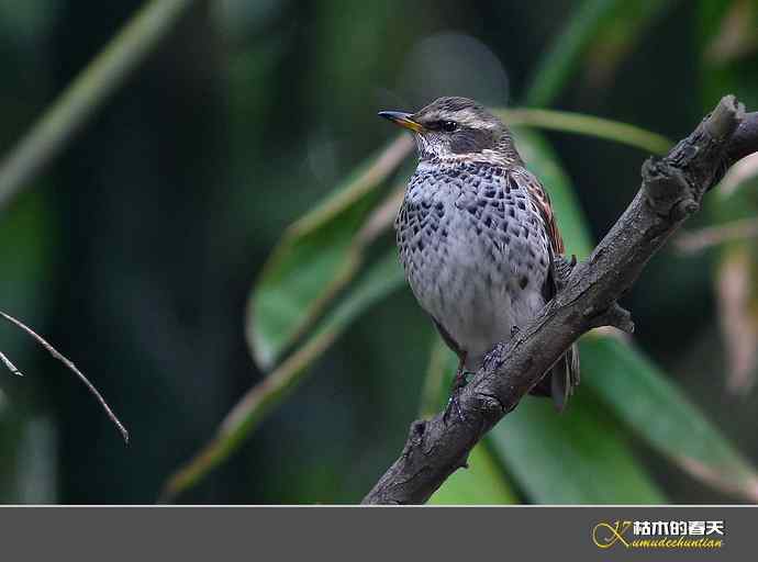 斑鸫•宝兴歌鸫•乌灰鸫【实拍】 斑鸫•宝兴歌鸫•乌灰鸫【实拍】