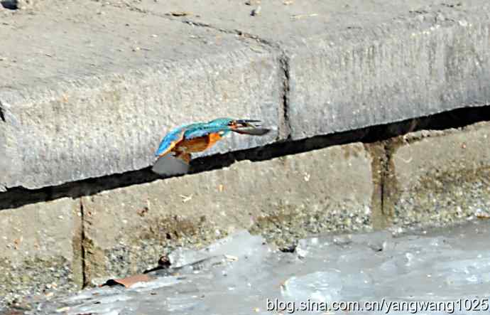 捕鱼全过程（纪实）