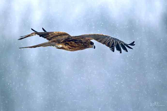 对黑耳鸢K07-012837的12次记录 对黑耳鸢K07-012837的12次记录