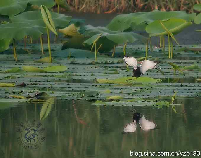 凌波仙子鈥斺斘业拿沃星槿耍ㄗ橥迹22张图片）
