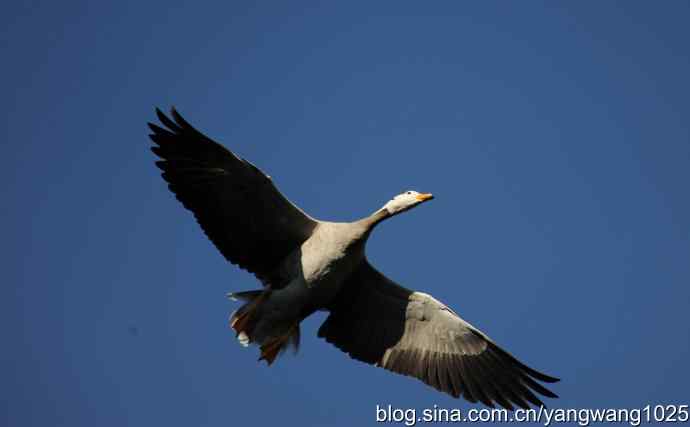 飞 wbr(斑头雁) wbr2 飞 wbr(斑头雁) wbr2