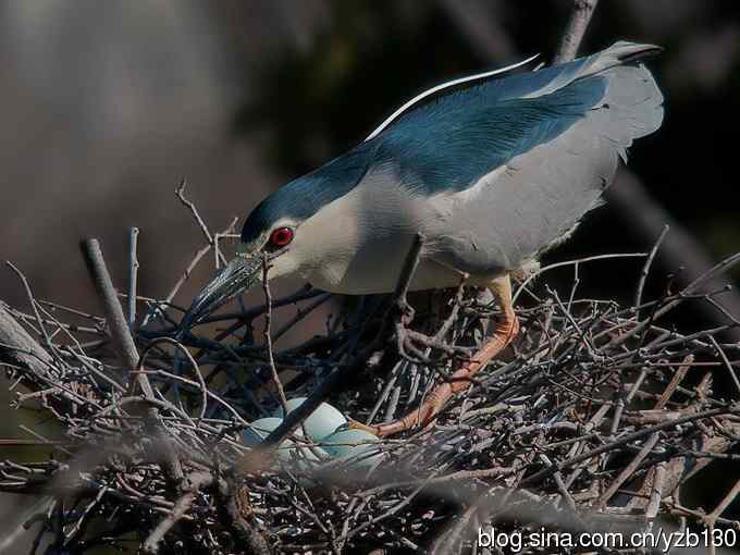 警觉、呆板、发愣（组图，9张图片）