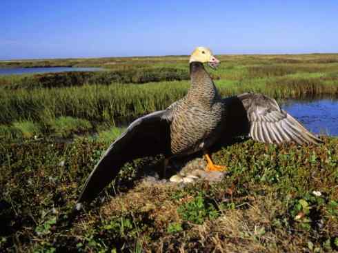 白头鸟系列:另类的美丽8 白头鸟系列:另类的美丽8