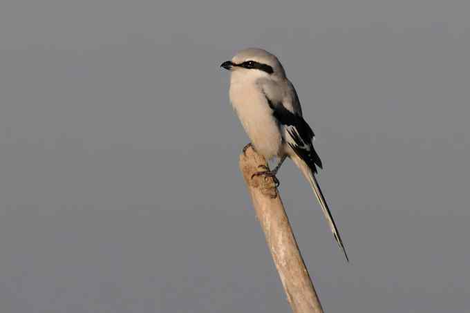 【新鸟】鹊鹞（雌）：野鸭湖之秋