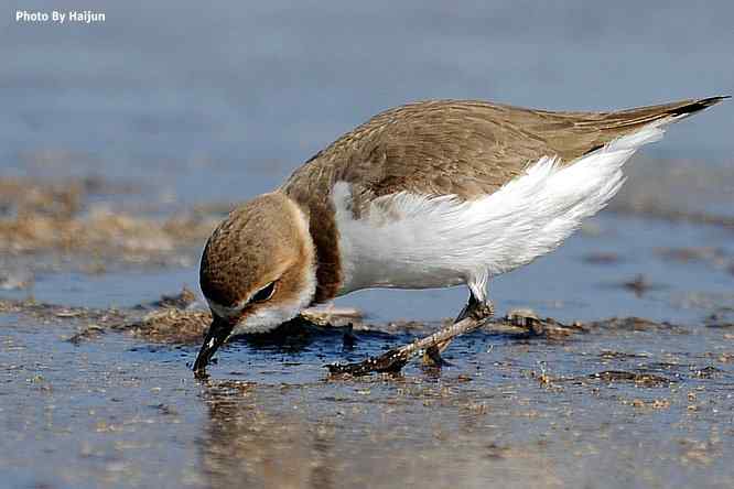 野鸭湖追拍环颈鸻