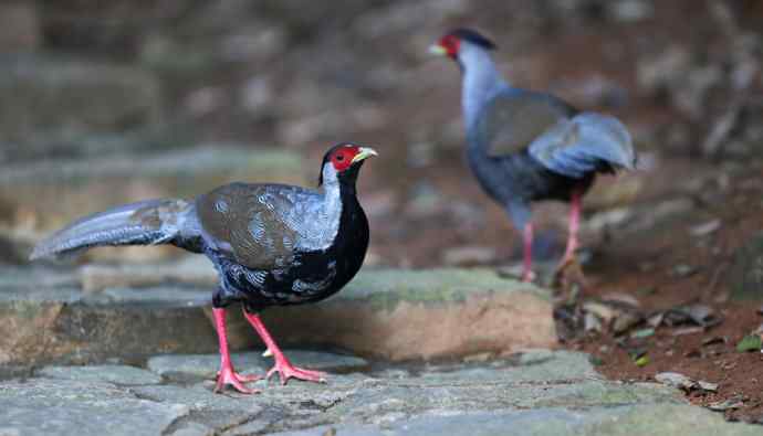 鹇鹭之洁---白鹇