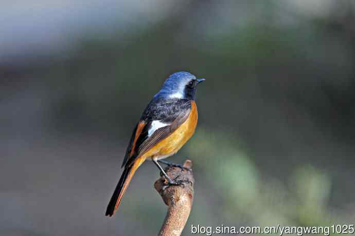 雄性北红尾鸲（28）