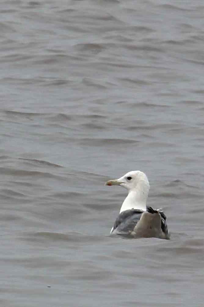 摄鸟拾趣（二十四） wbr wbr黄脚(银)鸥