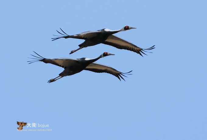 野鸭湖：白枕鹤与雁鸭群飞的春天写意
