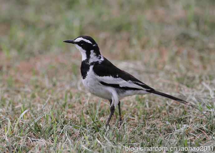 又撮一堆儿 wbr肯尼亚的鸟儿