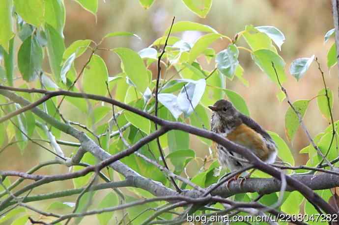 151.圣诞节送上12月份拍新鸟 151.圣诞节送上12月份拍新鸟