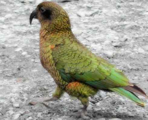 天生猎手:非猛禽类猎手之七 天生猎手:非猛禽类猎手之七