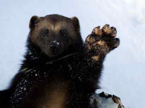 犬科:犬亚科犬属之郊狼、红狼 犬科:犬亚科犬属之郊狼、红狼