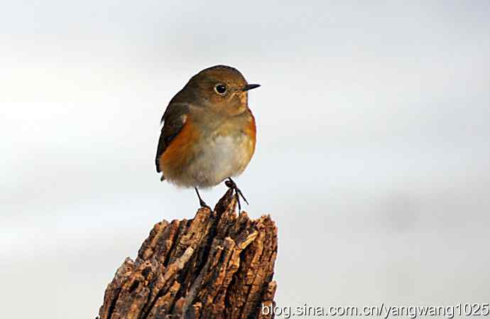 红肋蓝尾鸲（雌性）1