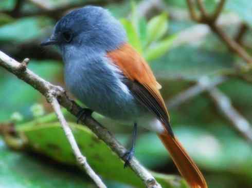 雀鸟也彪悍：霓裳飘舞（绶带）