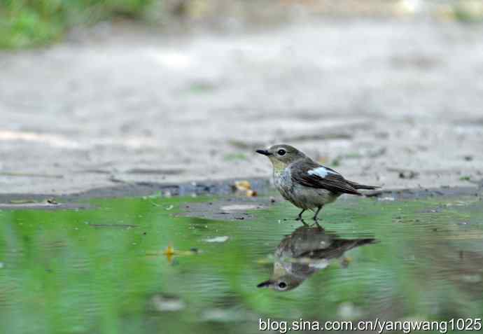 白眉姬鹟（雌性）