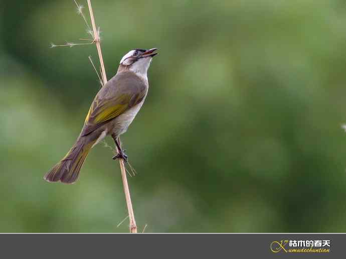 夏天的鈥湴淄佛氢