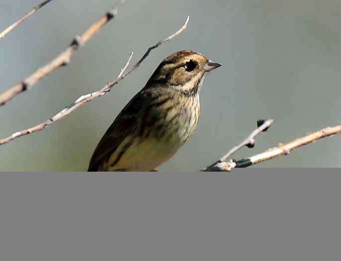 河北乐亭&nbsp;wbr路&nbsp;wbr新进账的鸟儿