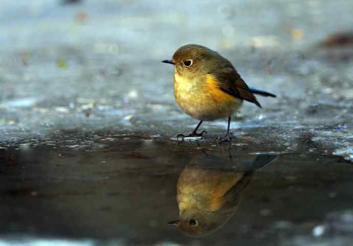 雌性红胁蓝尾鸲（23）