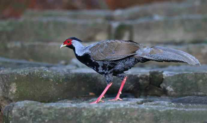 鹇鹭之洁---白鹇