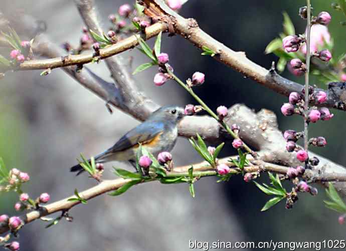洗浴与梳理（纪实）