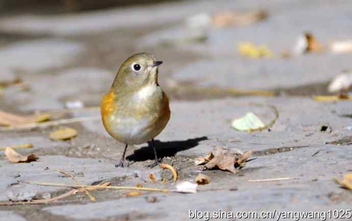 阳光下的红肋蓝尾鸲 wbr wbr2