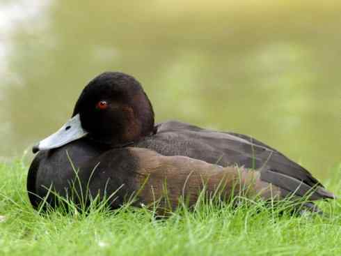 欣赏：美丽的潜鸭