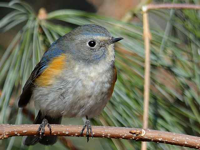 植物园拍摄红胁蓝尾鸲