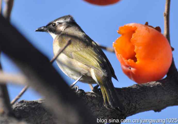 吃柿子的白头鹎
