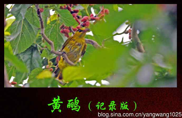 黄鹂（记录版）