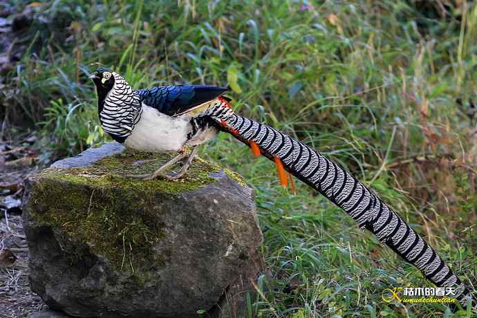 康定拍鈥湴赘菇跫︹