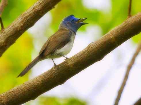 家禽驯化之源之二十九