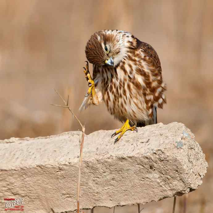自我陶醉的灰背隼