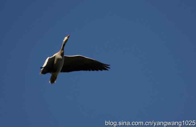 飞 wbr(斑头雁) wbr2 飞 wbr(斑头雁) wbr2