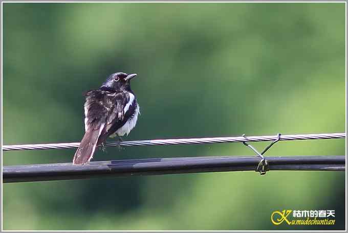 记录鈥満中佧l鈥潯菊掌