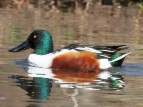 欣赏:美丽的钻水鸭5 欣赏:美丽的钻水鸭5